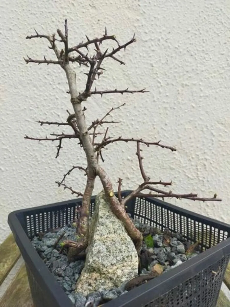 Hawthorn Bonsai #2