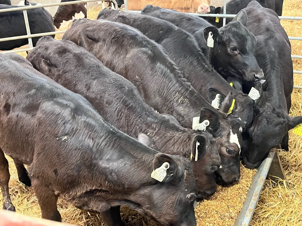 Serious Angus & Hereford Heifer Runners - Image 1