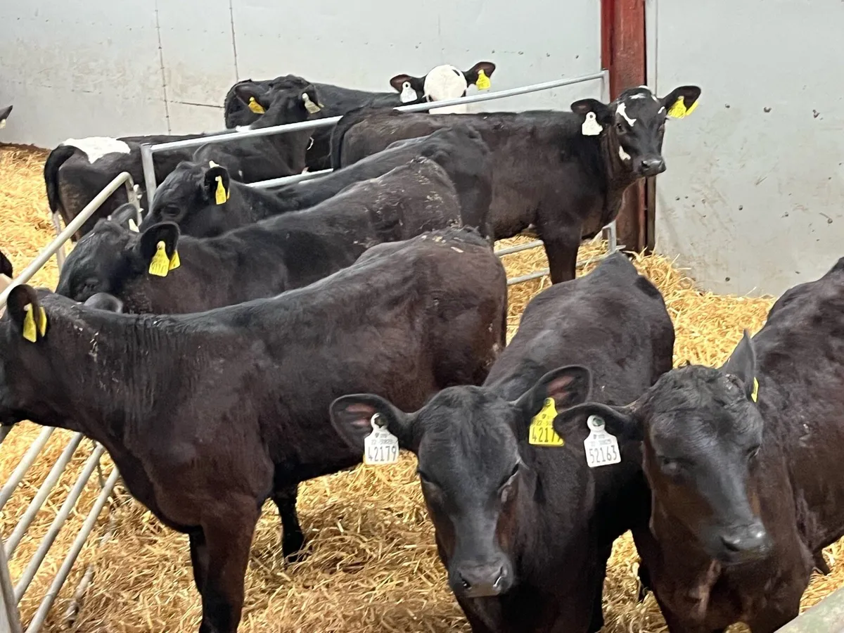 Serious Angus & Hereford Heifer Runners - Image 2