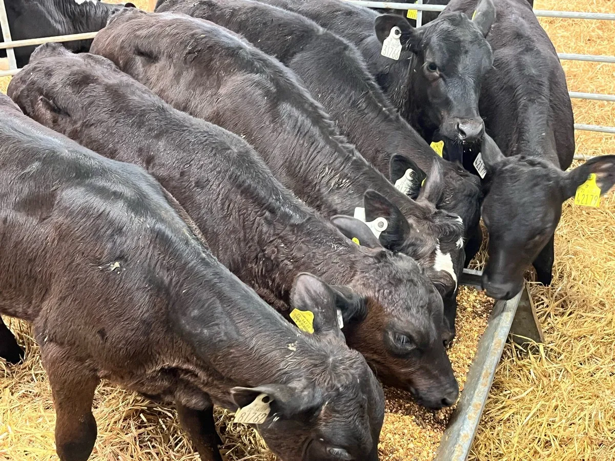 Serious Angus & Hereford Heifer Runners - Image 3