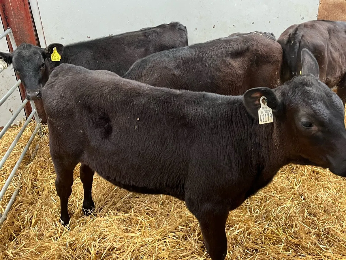 Serious Angus & Hereford Heifer Runners - Image 4