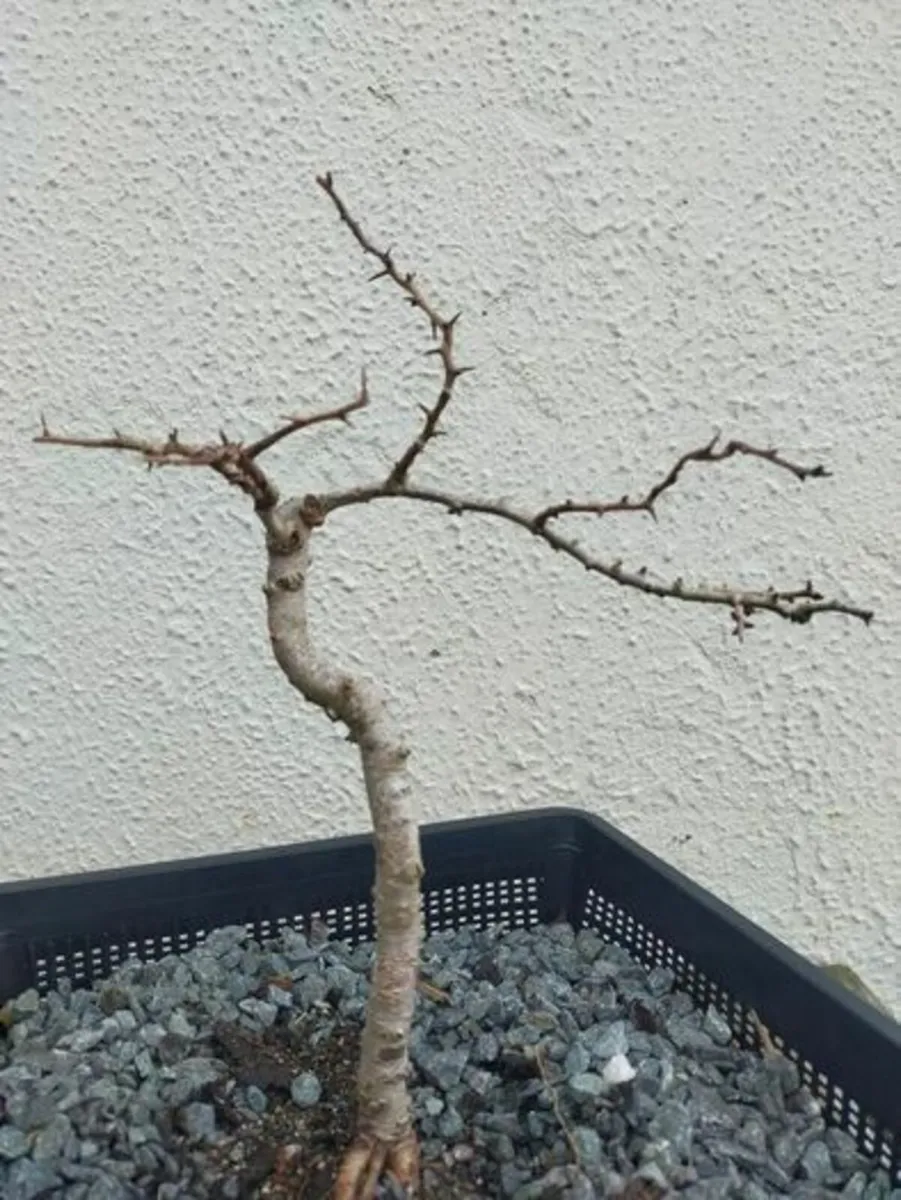 Hawthorn Bonsai #8