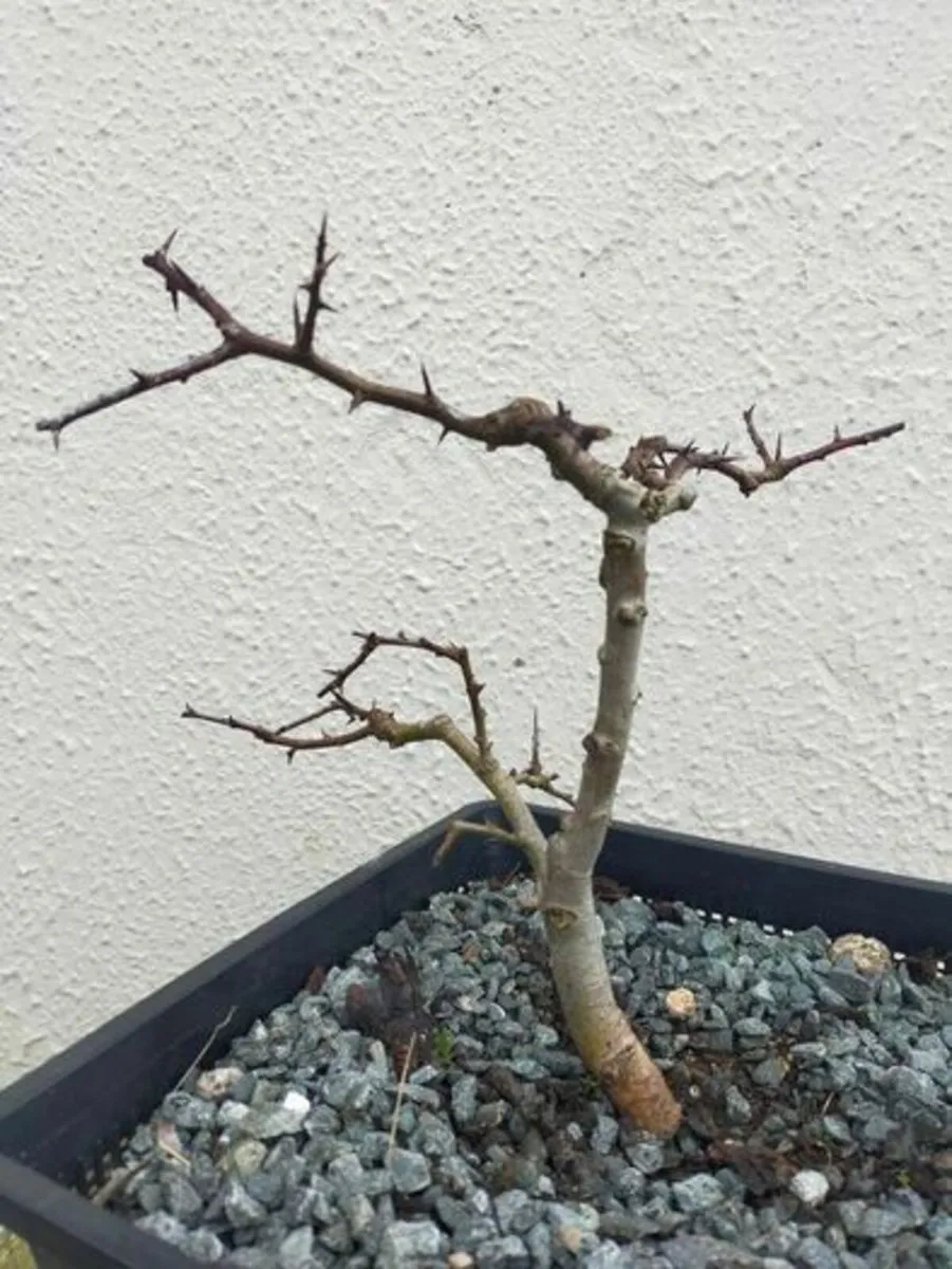 Hawthorn Bonsai #9