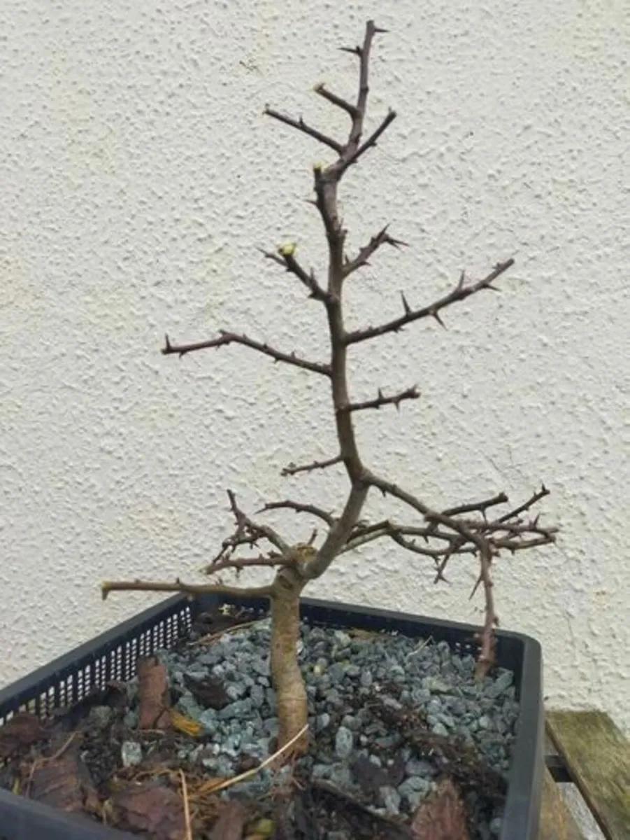 Hawthorn Bonsai #3