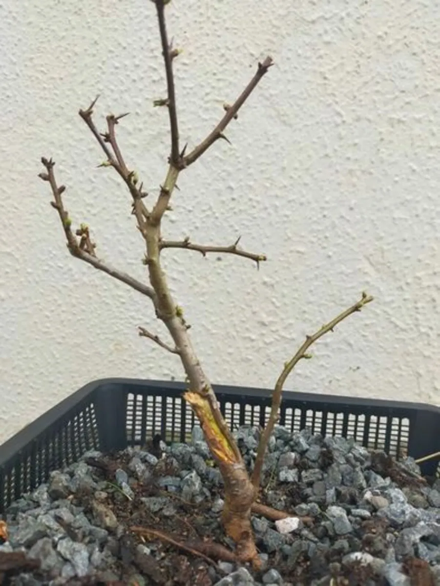 Hawthorn Bonsai #5