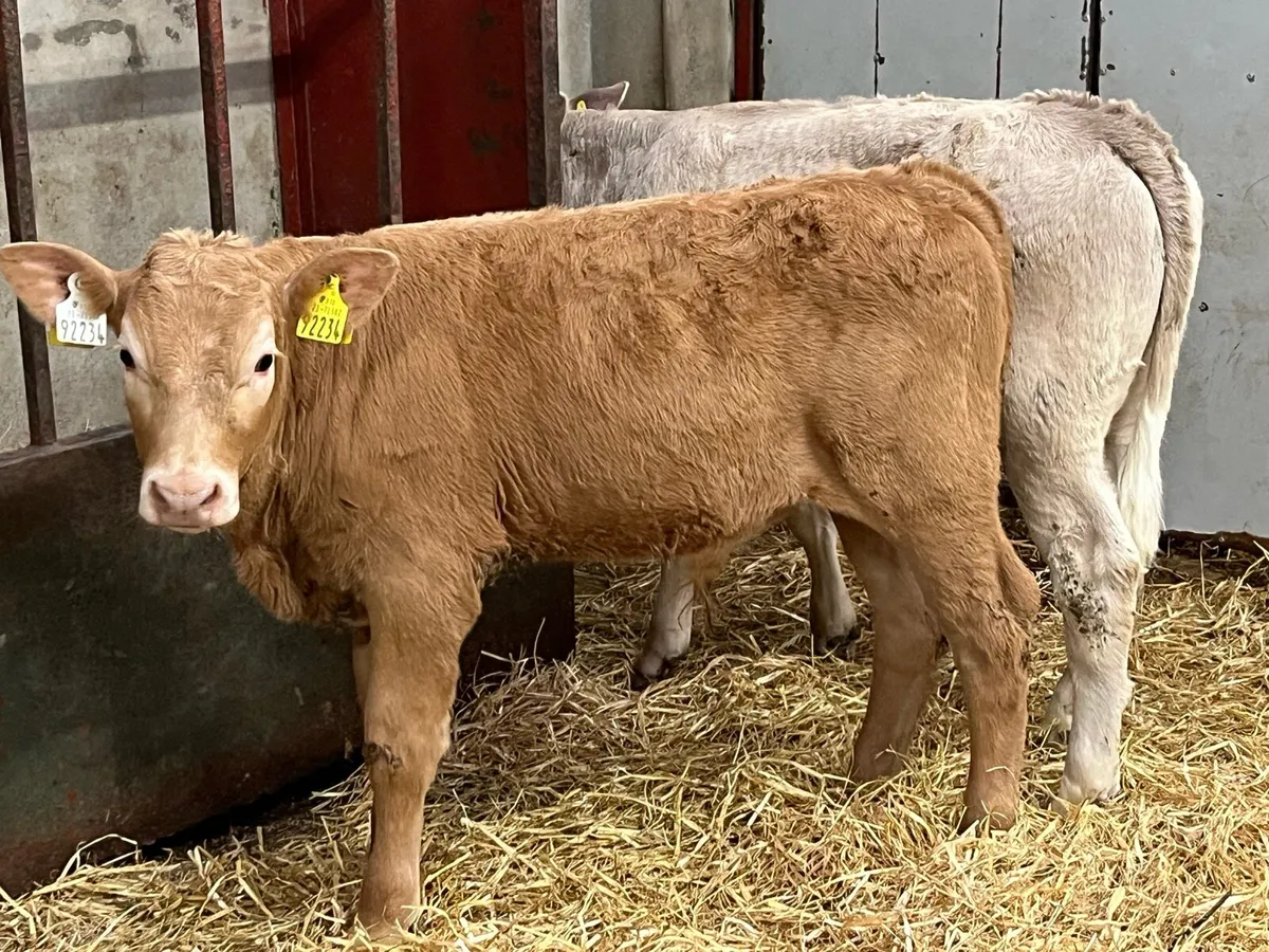 Super Charolais Bull Weanlings - Image 2