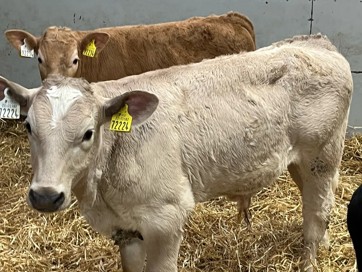 Super Charolais Bull Weanlings - Image 1