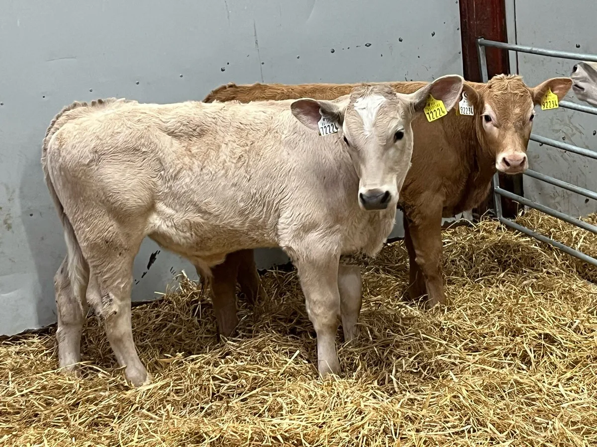 Super Charolais Bull Weanlings - Image 4