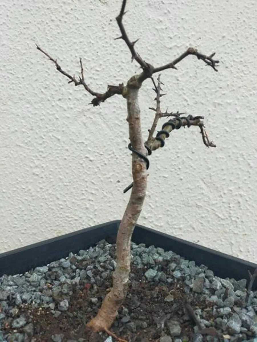 Hawthorn Bonsai #7
