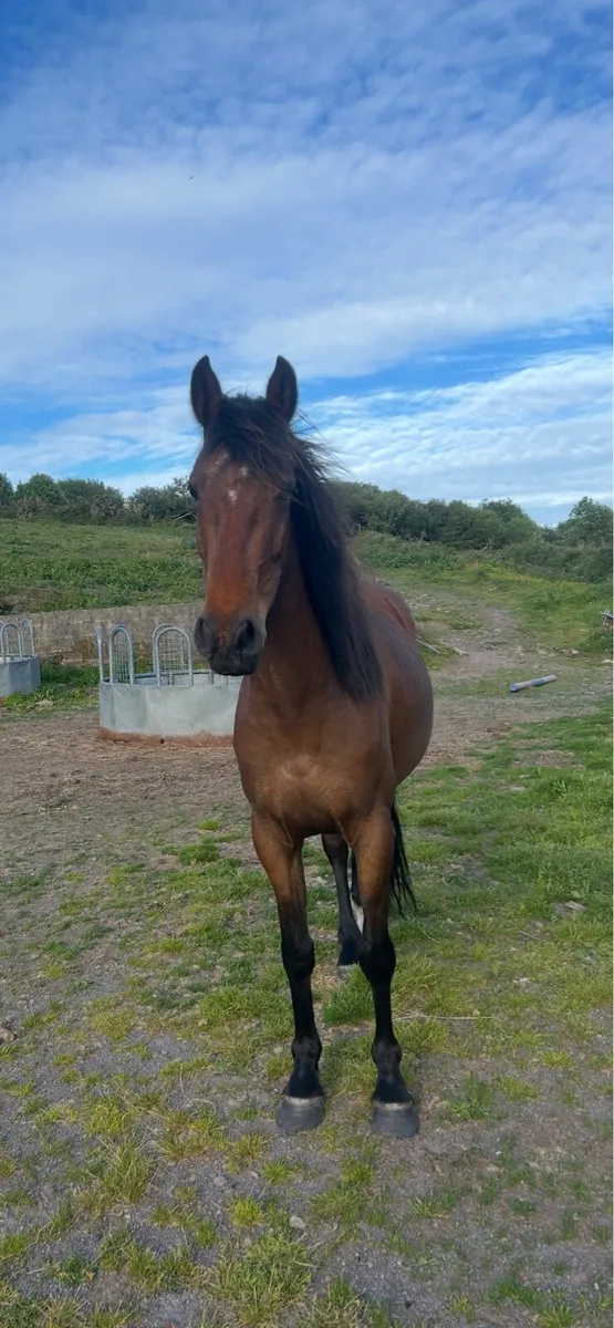4 year old pony - Image 2