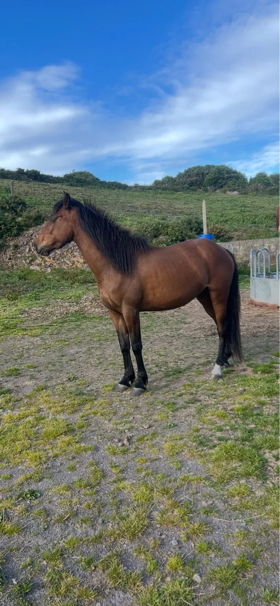 4 year old pony - Image 1