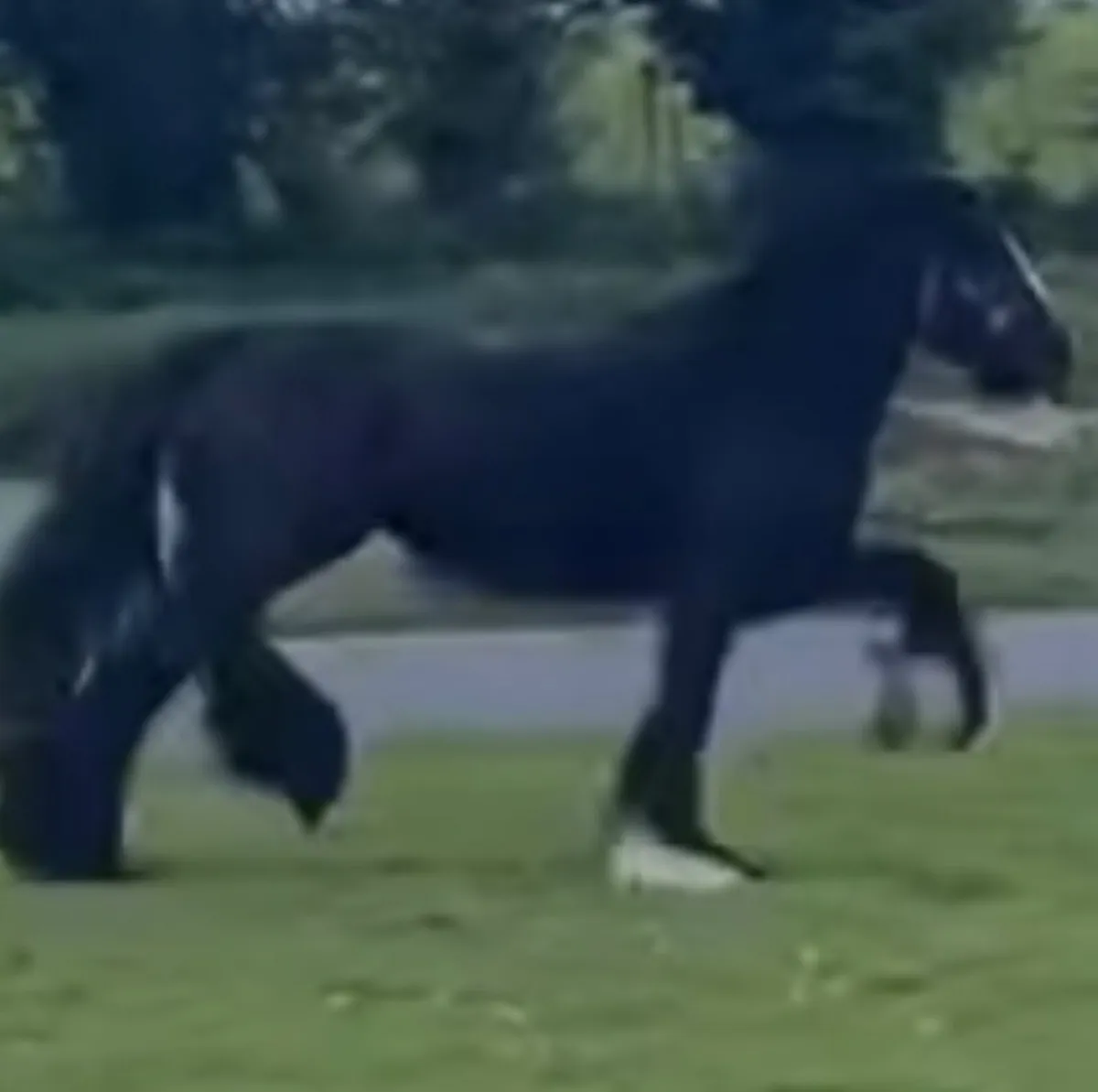 Horse - Image 4