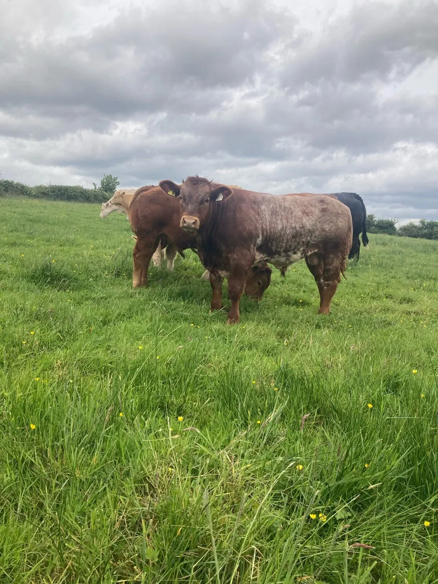 3 super Ai calf’s Ennis mart tomorrow - Image 1