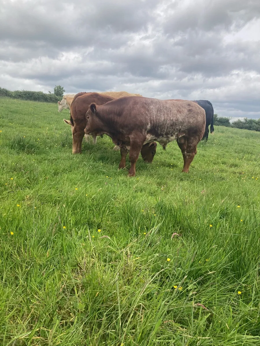 3 super Ai calf’s Ennis mart tomorrow - Image 2