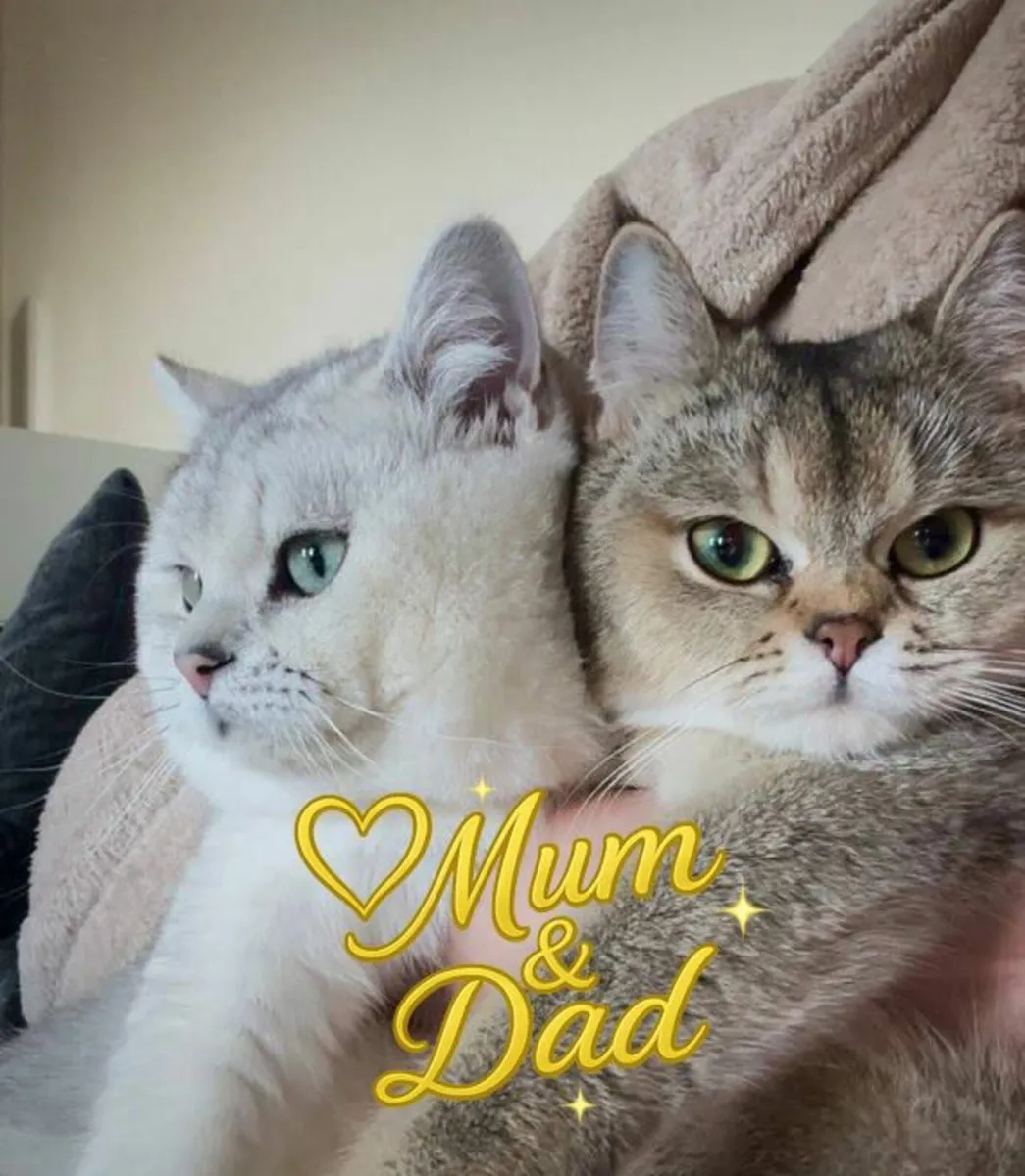 Champion TICA Pedigree BSH Kittens🩷 💙 - Image 3