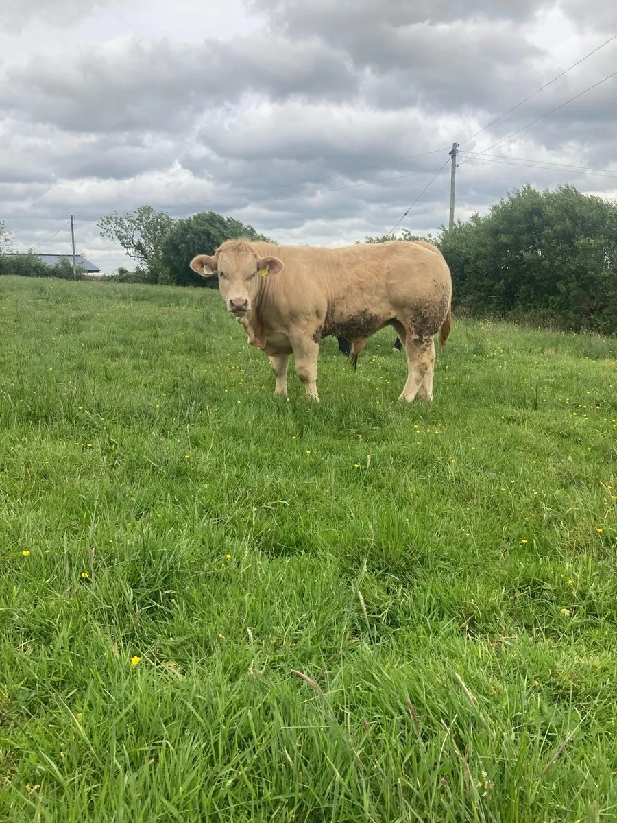 3 super Ai calf’s Ennis mart tomorrow - Image 4