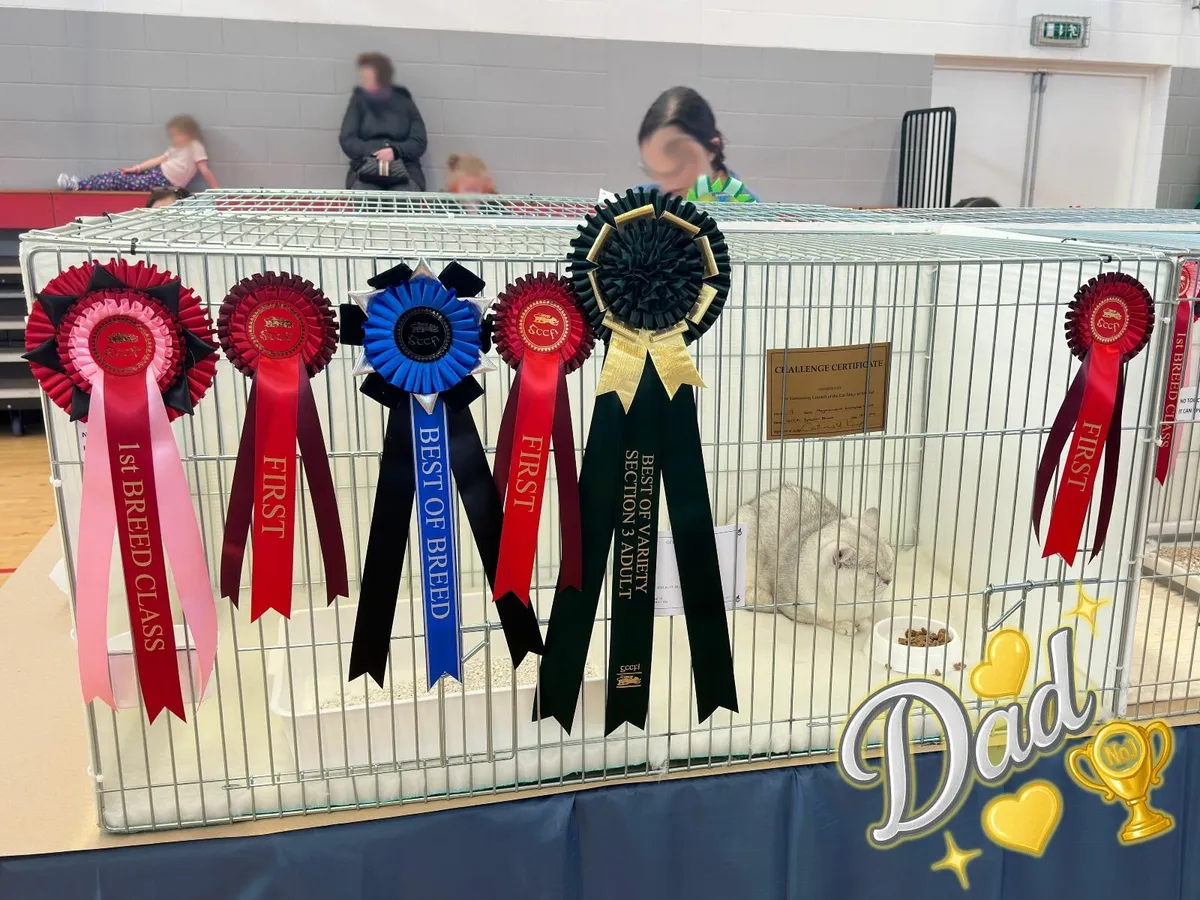 Champion TICA Pedigree BSH Kittens🩷 💙 - Image 4