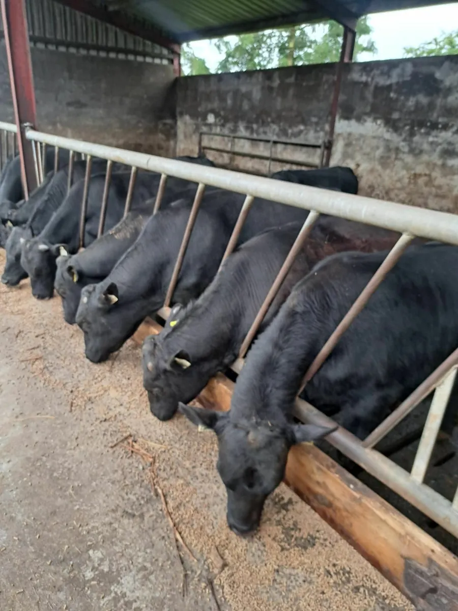 28 powerful AA Bulls - Image 1