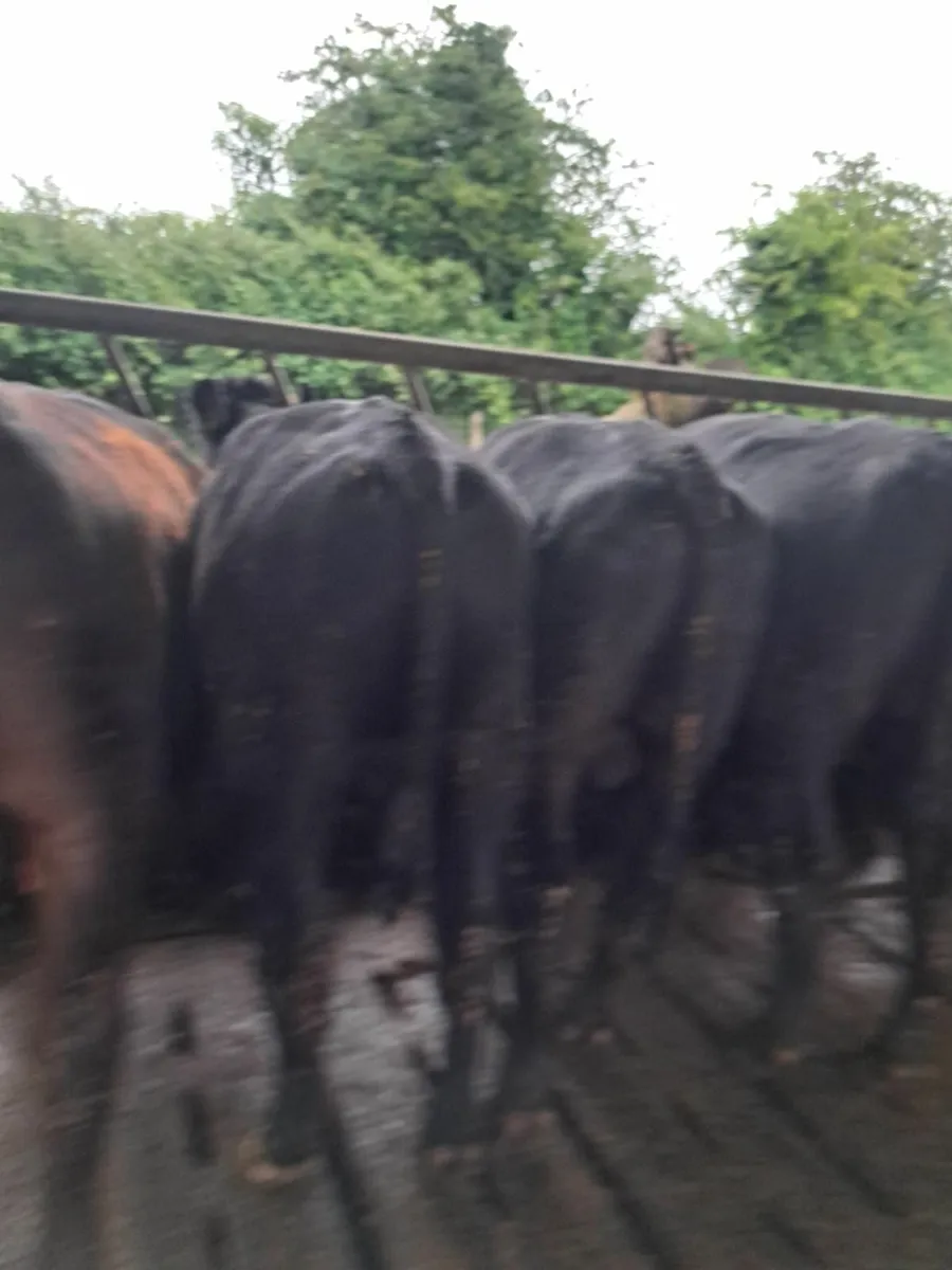 28 powerful AA Bulls - Image 2