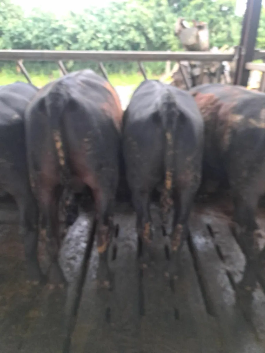 28 powerful AA Bulls - Image 3