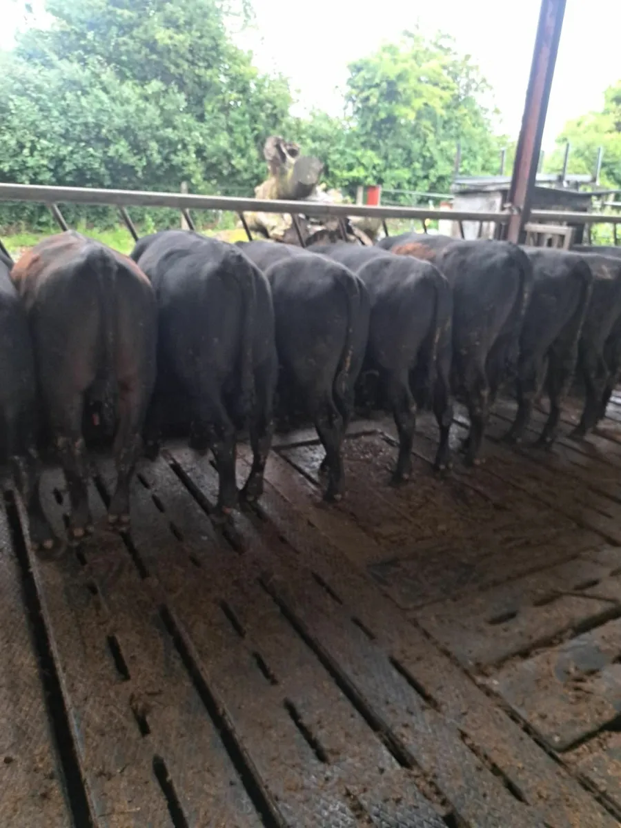 28 powerful AA Bulls - Image 4