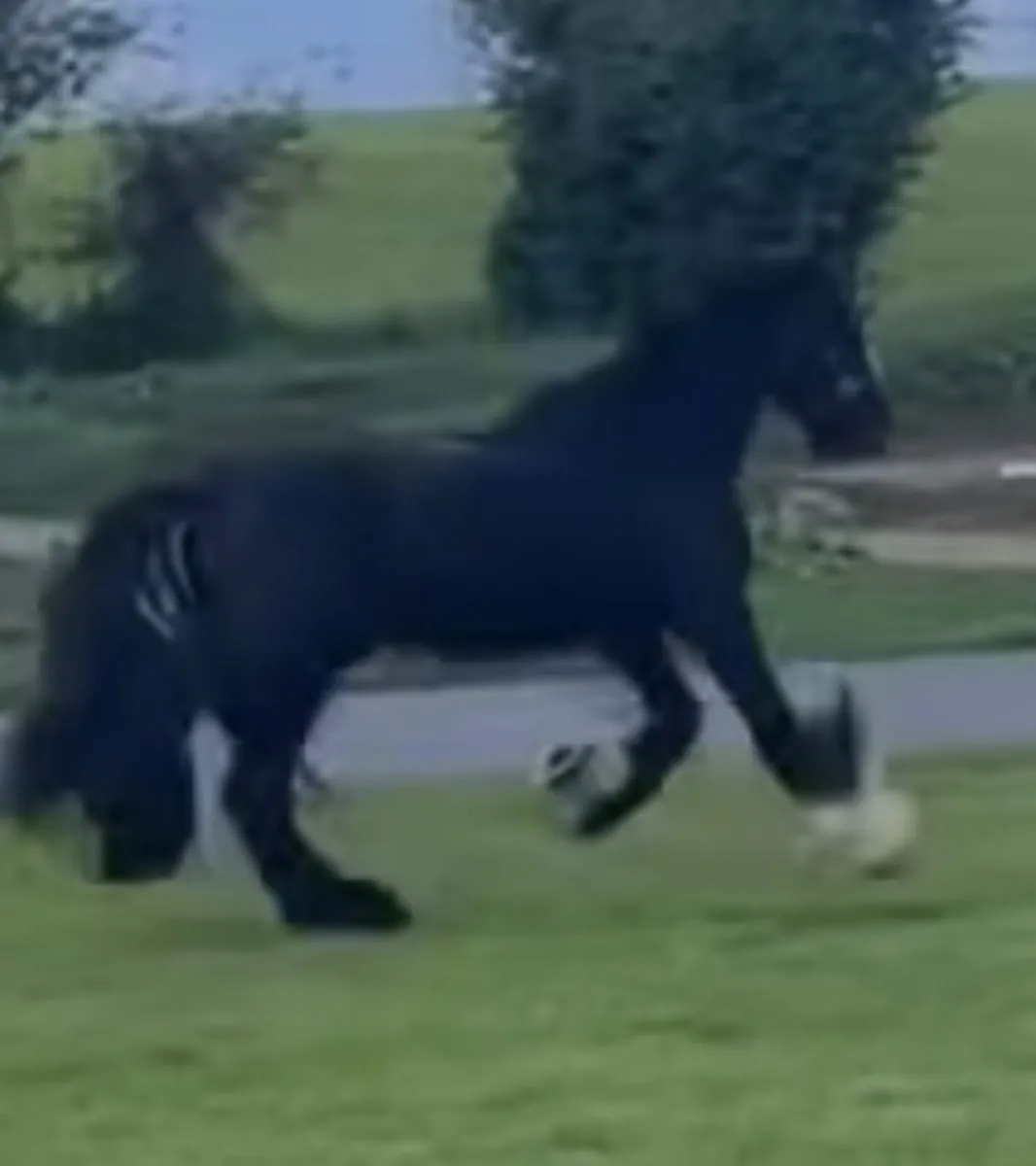 Horse - Image 2