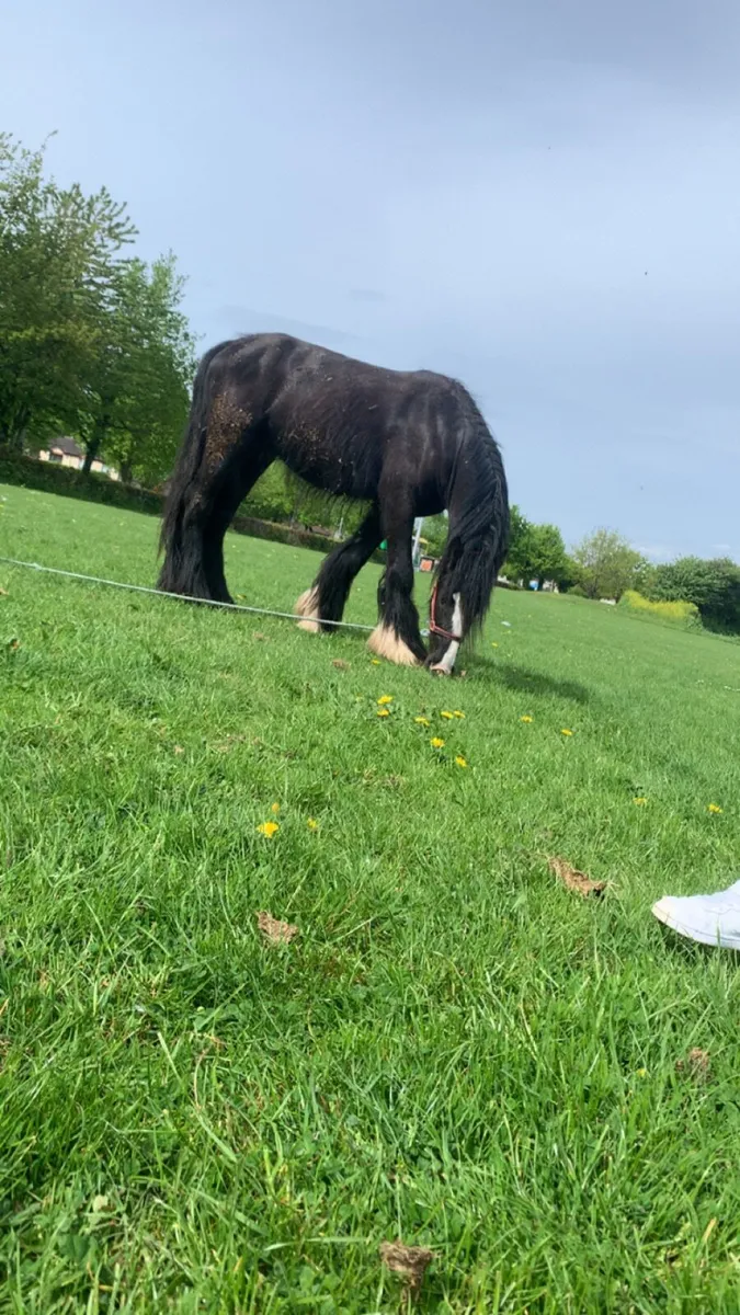 Horse - Image 3