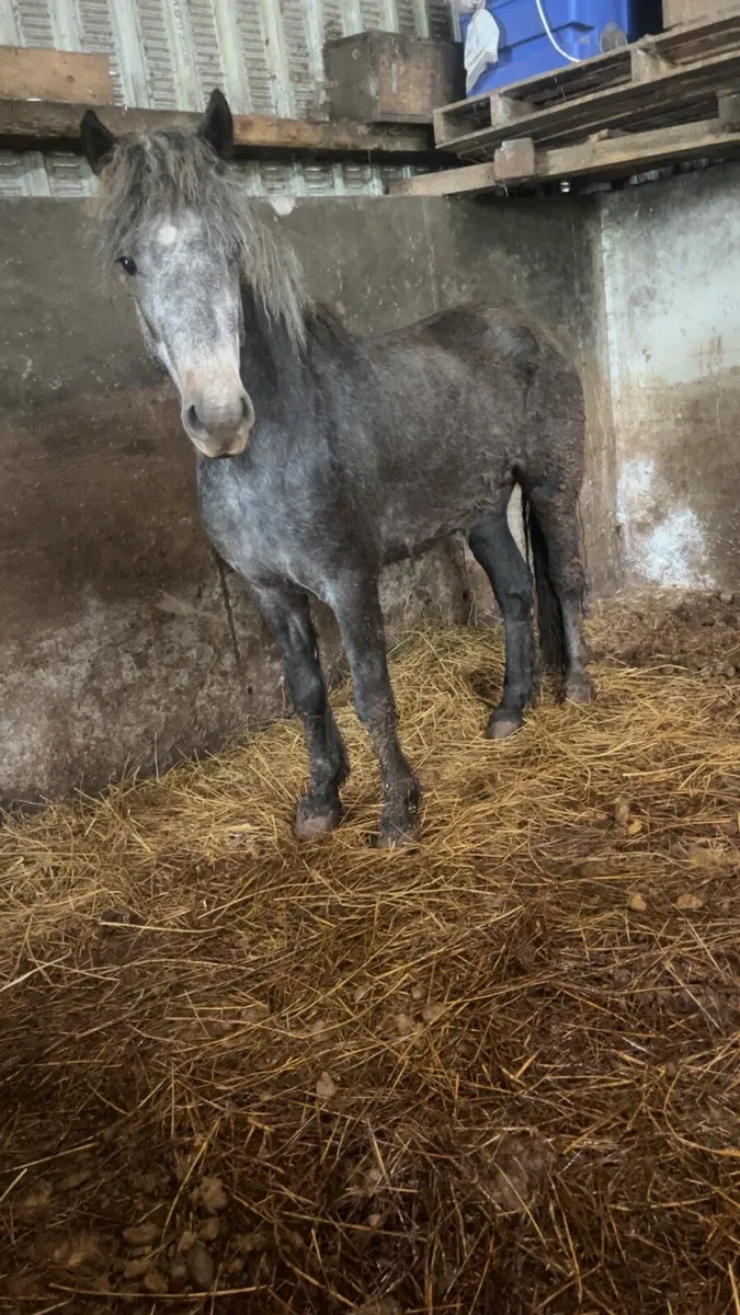 Pony - Image 2