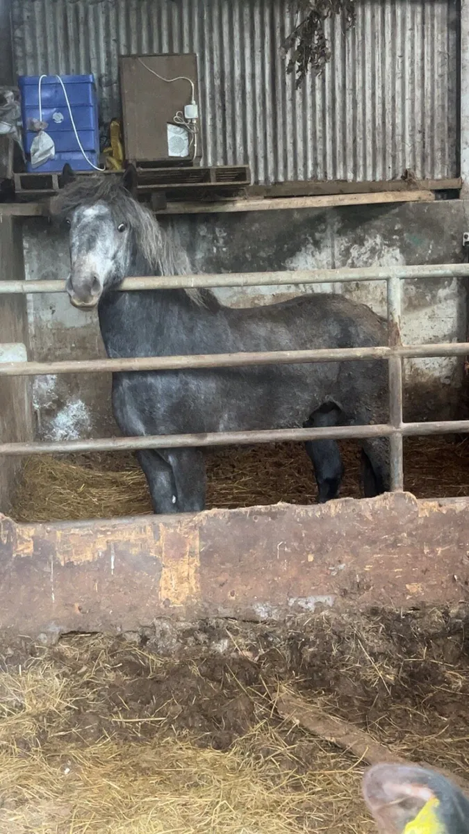 Pony - Image 1