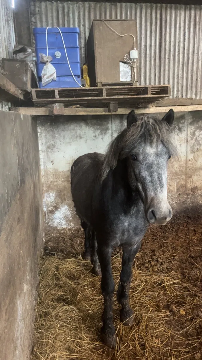 Pony - Image 4