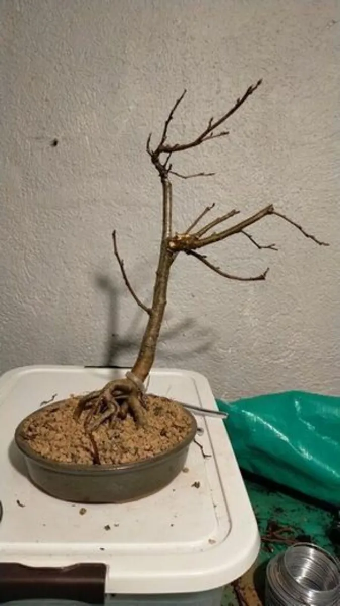 Native Hazel Bonsai - Image 1