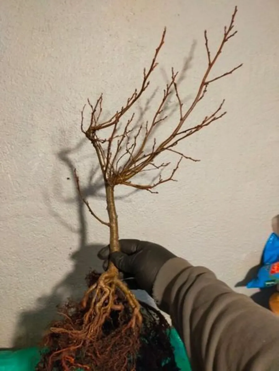 Native Hazel Bonsai - Image 2