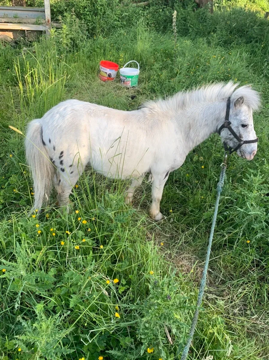Miniature stallion - Image 1