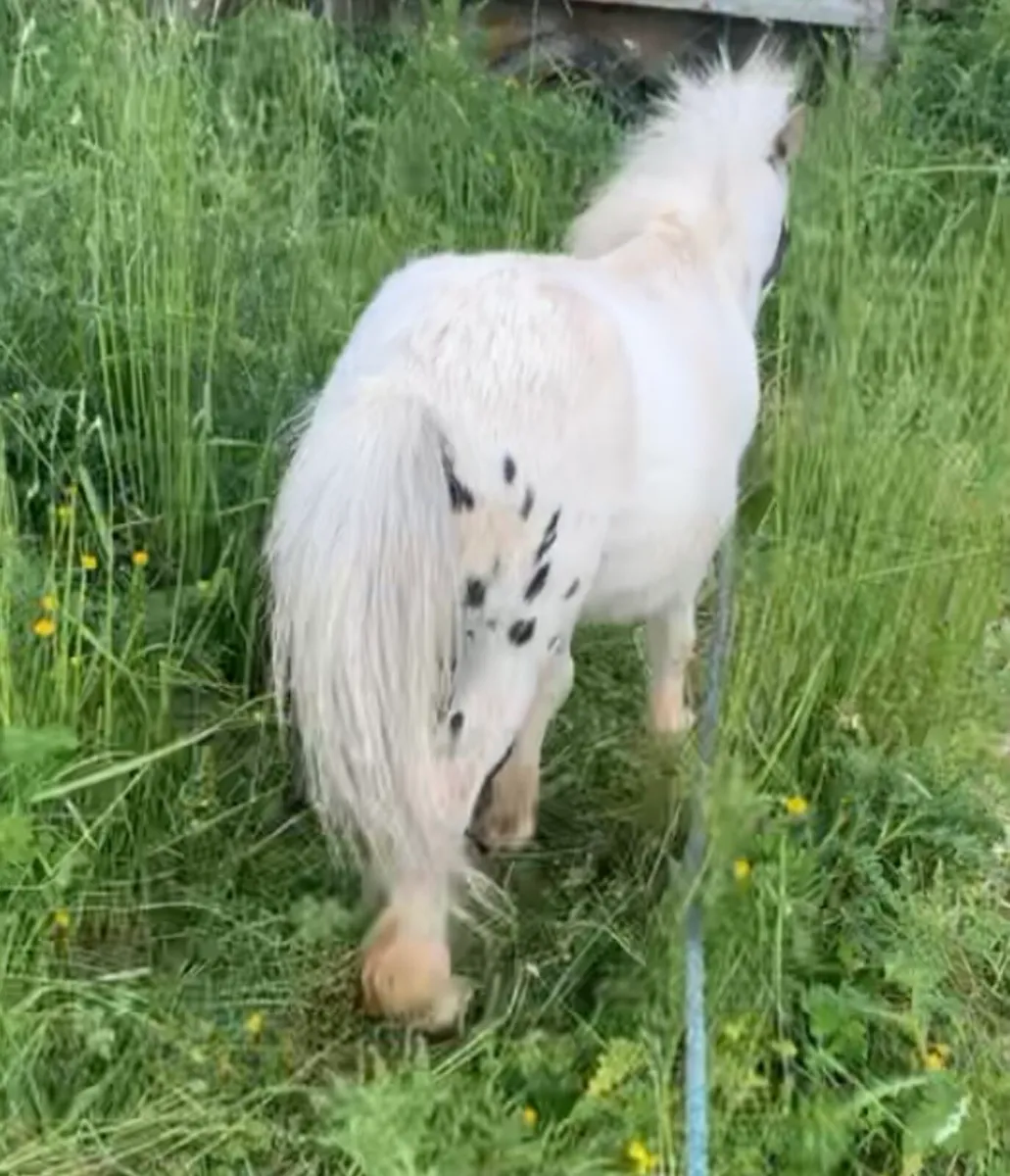 Miniature stallion - Image 2