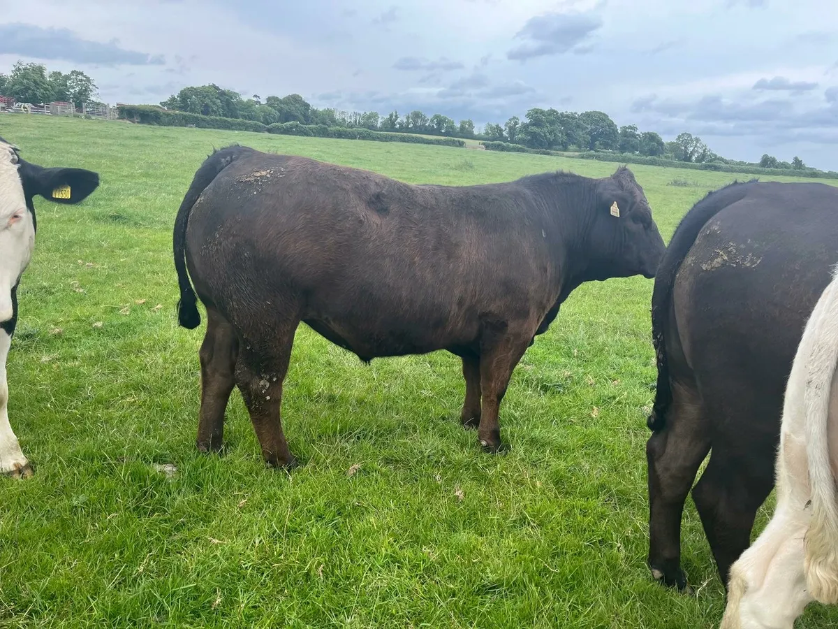 Beef Bullocks Enniscorthy Mart - Image 1