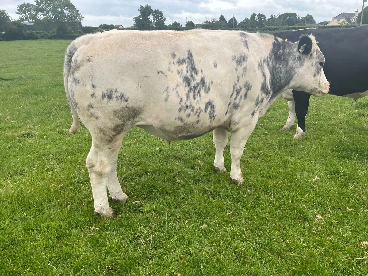 Beef Bullocks Enniscorthy Mart - Image 2