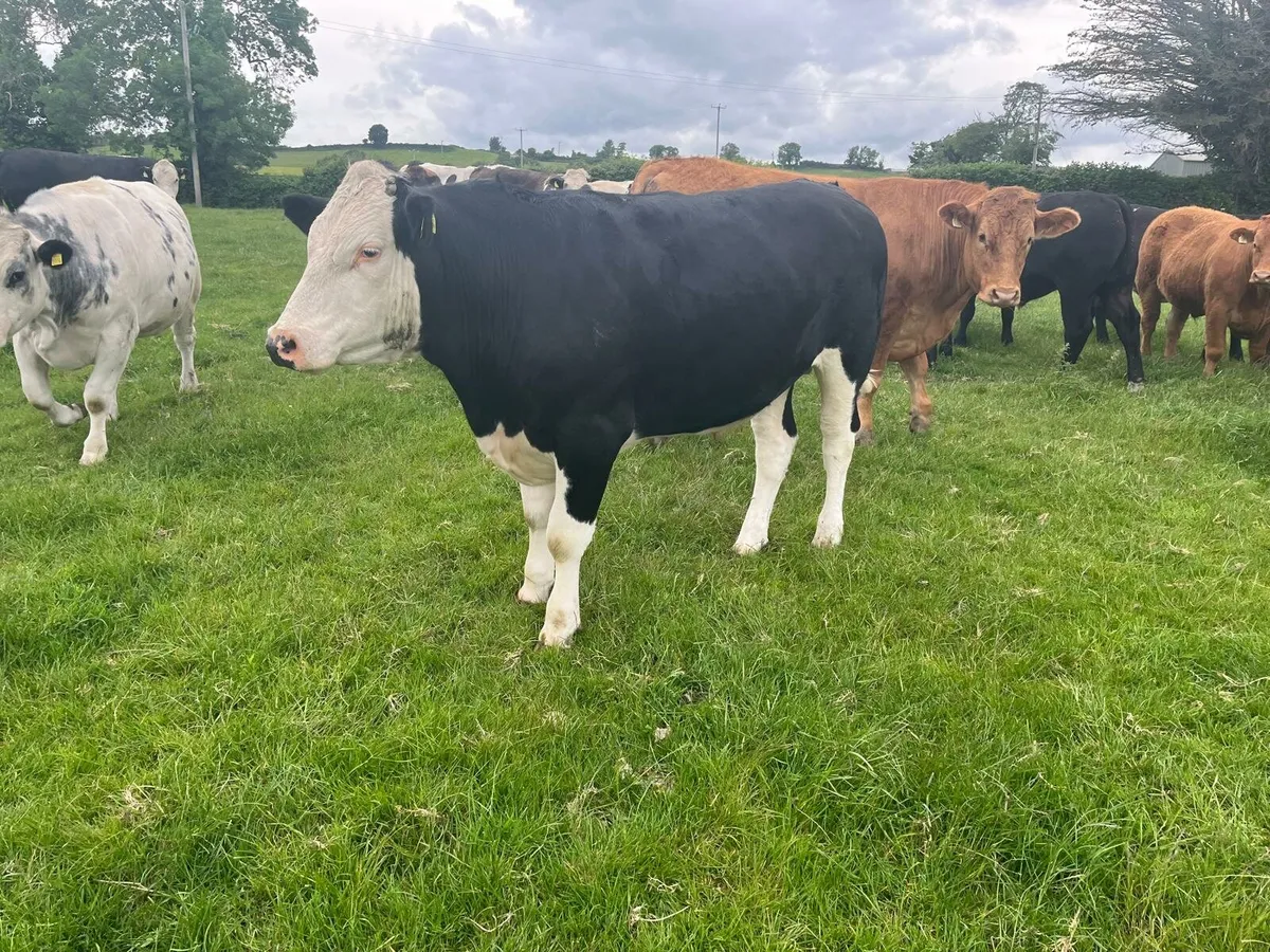 Beef Bullocks Enniscorthy Mart - Image 3