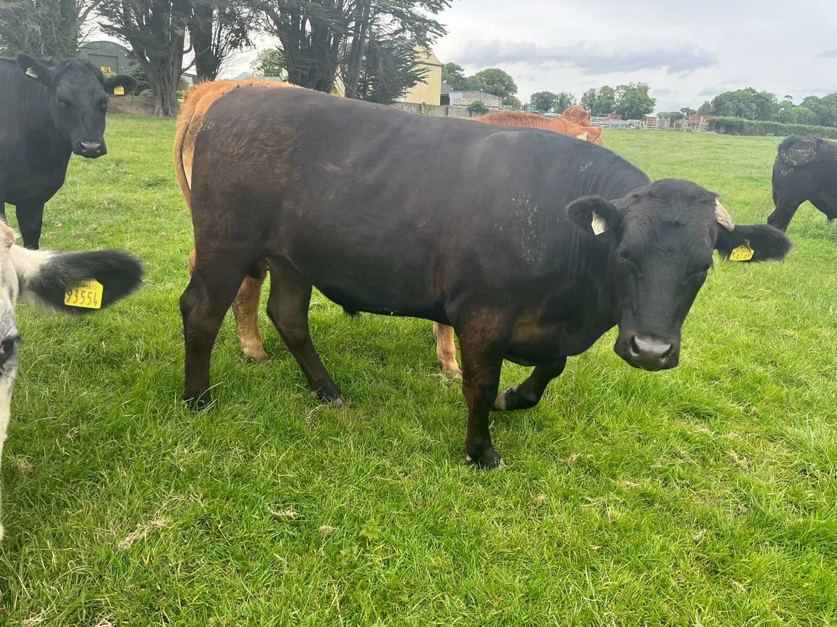 Beef Bullocks Enniscorthy Mart - Image 4