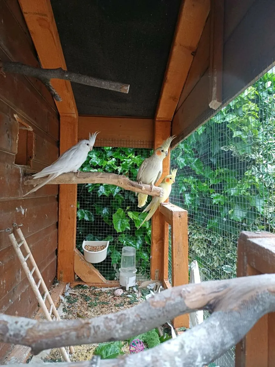 Cockatiels - Image 1