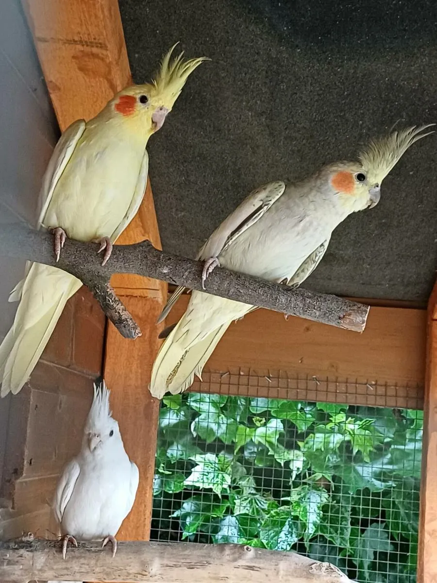 Cockatiels - Image 2