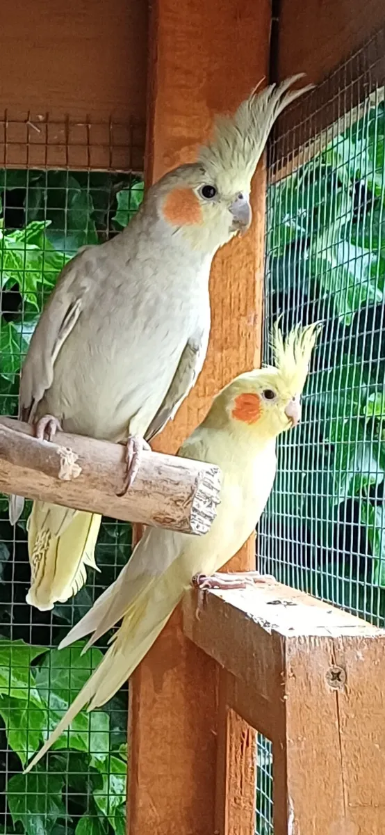 Cockatiels - Image 3