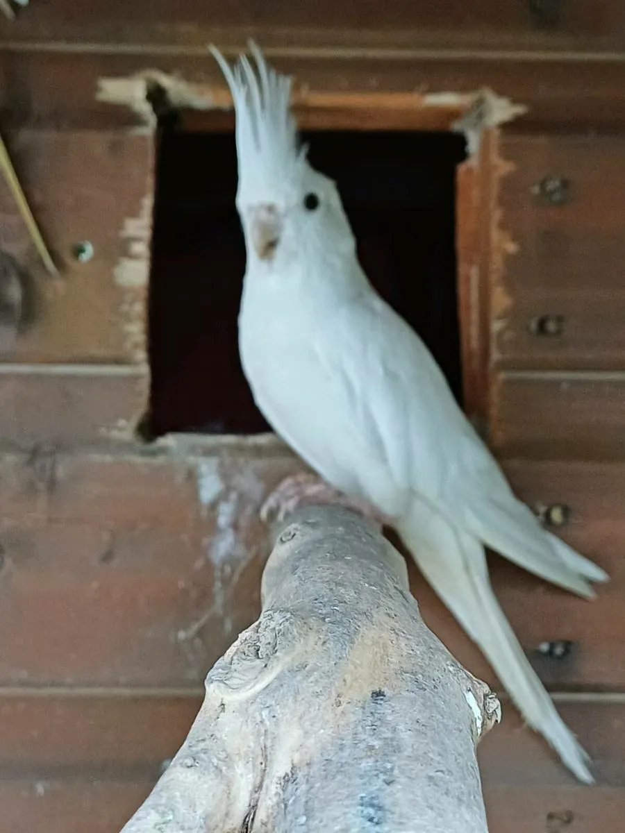 Cockatiels - Image 4