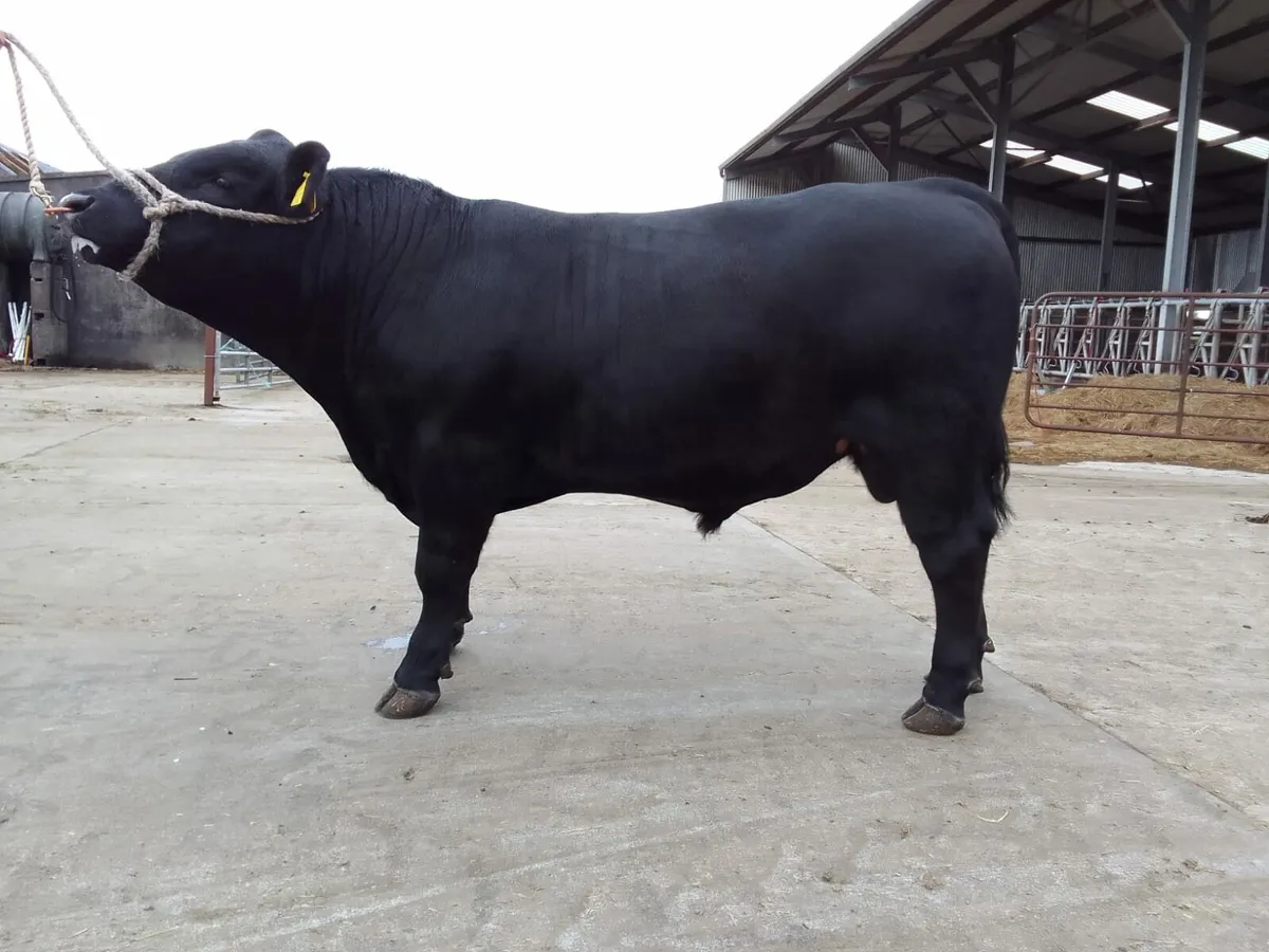 Pure pred Angus bull - Image 1