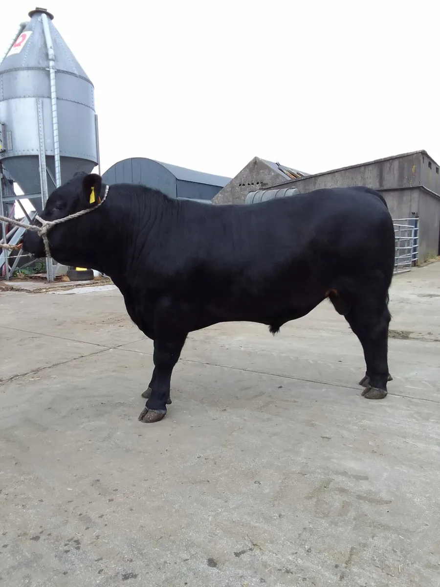 Pure pred Angus bull - Image 2
