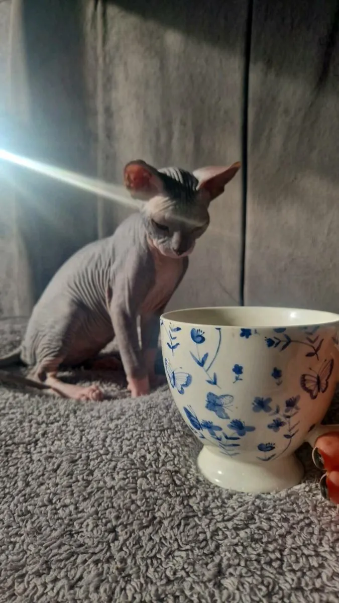 Lilac male sphynx kitten - Image 2