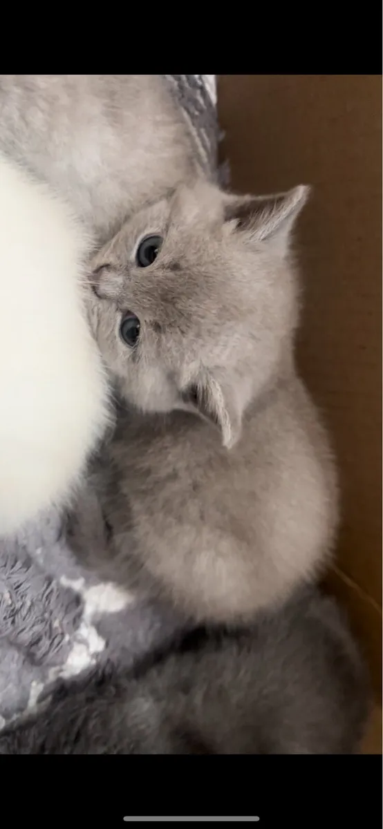 Siamese cross British short hair blue Russian - Image 3