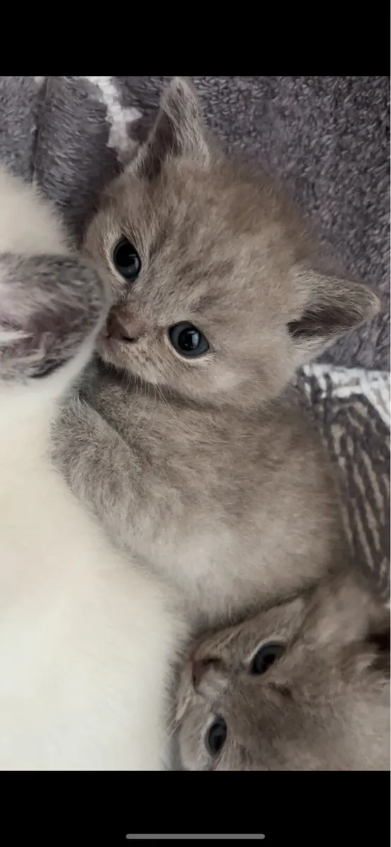 Siamese cross British short hair blue Russian - Image 4