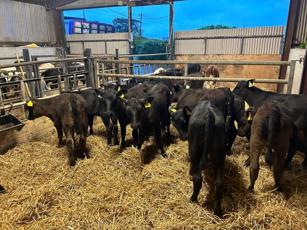 12 super  Angus runner heifers - Image 1