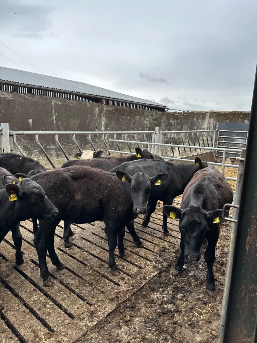 Angus and Hereford heifers - Image 2