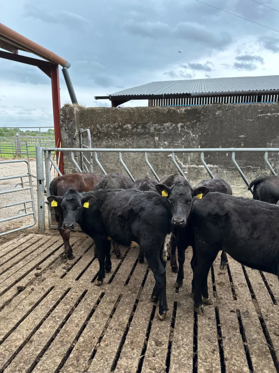 Angus and Hereford heifers - Image 3